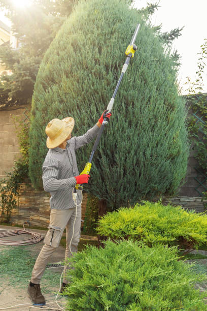 Large Tree Removal